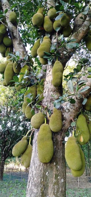 হরিপুরে গাছে গাছে দোল খাচ্ছে রসালো ফল কাঁঠাল। 