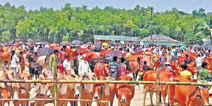 কোরবানির ঈদকে সামনে রেখে টেকনাফে জমে উঠেছে পশুরহাট 