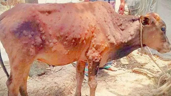 হরিপুরে হু হু করে বাড়ছে গবাদি পশুর প্রাণঘাতী ল্যাম্পি স্কিন ডিজিজ। 