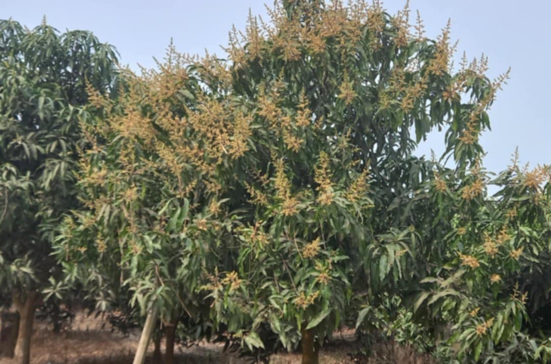 নওগার সাপাহারে গাছে গাছে    সবুজ পাতার ফাঁকে দোল খাচ্ছে আমের মুকুল 