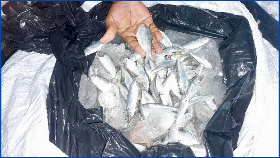 বাউফলে যাত্রীবাহী বাসে মিলল ১৪ মণ জাটকা ইলিশ