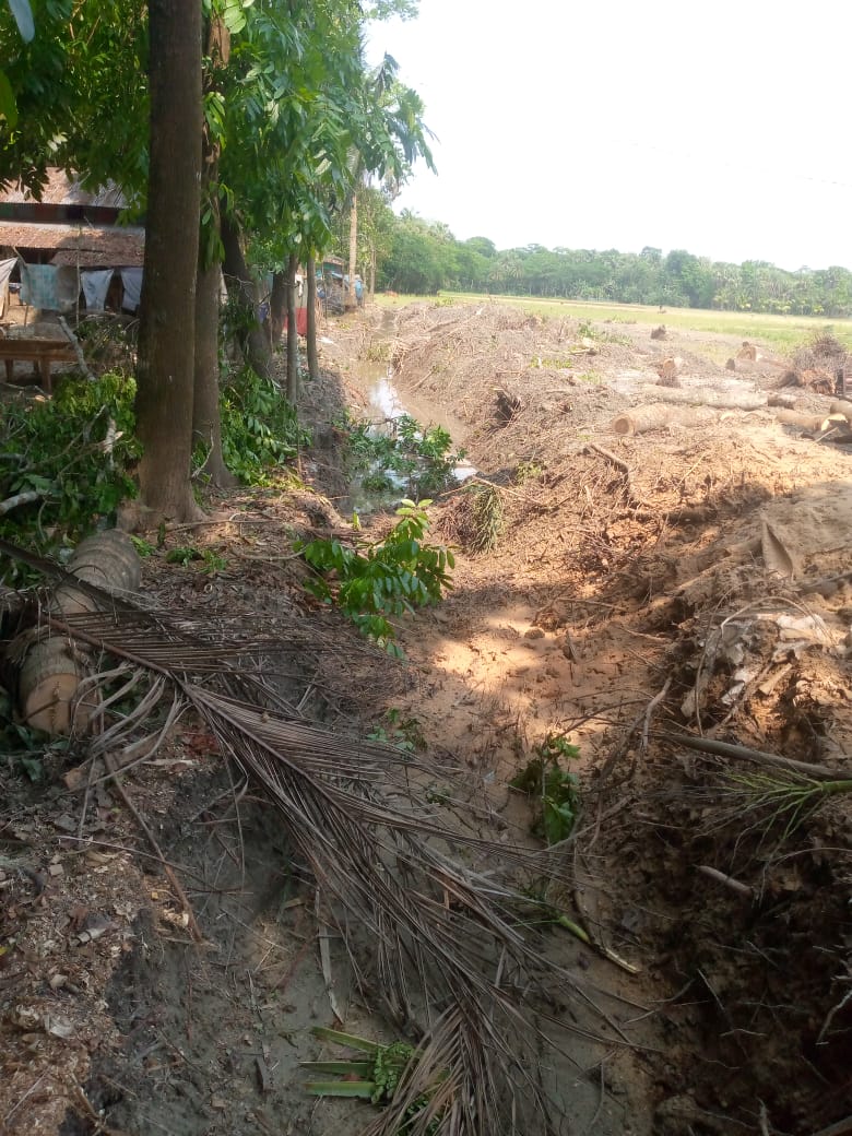 চরবিশ্বাসে ভয়াবহ দখল-তাণ্ডব: অস্ত্রের মুখে শতাধিক গাছ কেটে নিয়ে গেল দুষ্কৃতিকারীরা