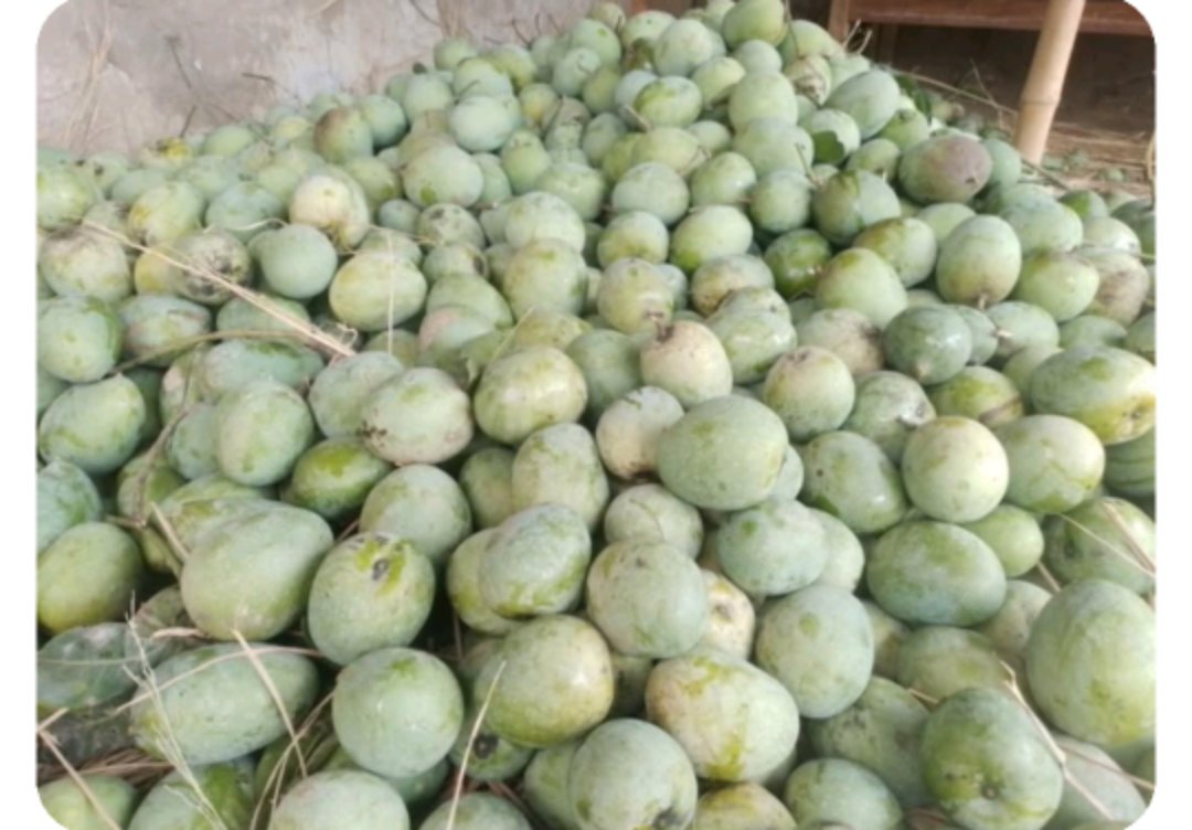 সাপাহারে গুটি আম পাড়া শুরু, বাজার জমে উঠবে আরও কিছুদিন পর