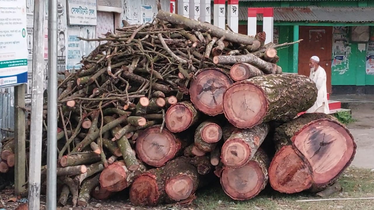 ভূরুঙ্গামারীতে বিধবা নারীর সোয়া লাখ টাকার গাছ আটক দিলো ইউপি চেয়ারম্যান