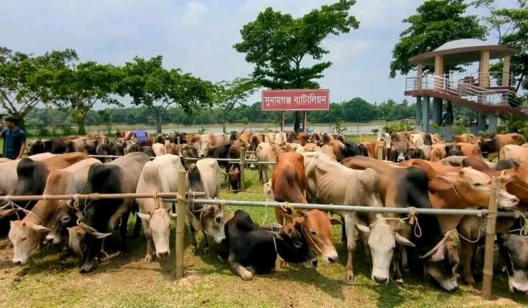 ছাতক দোয়ারাবাজারের বিভিন্ন রাস্তা ভারতীয় গরু মহিষের নিরাপদ করিডোর। 
