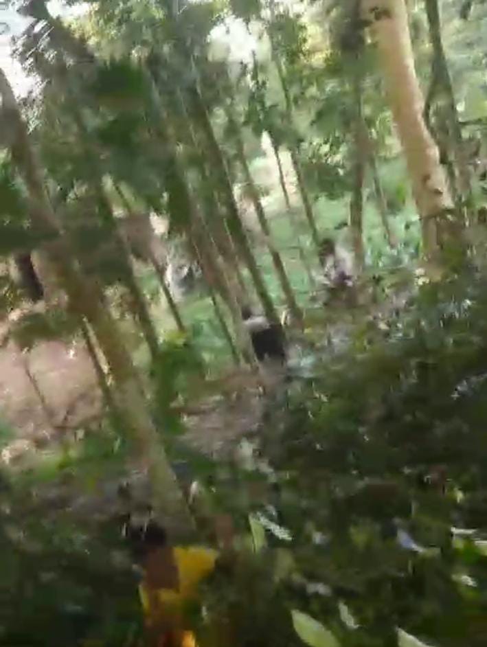 অবৈধভাবে মূল্যবান গাছ কর্তন ও দুর্নীতির অভিযোগ: প্রভাবশালী জসিম উদ্দিনের বিরুদ্ধে দুদকে অভিযোগ দাখিল