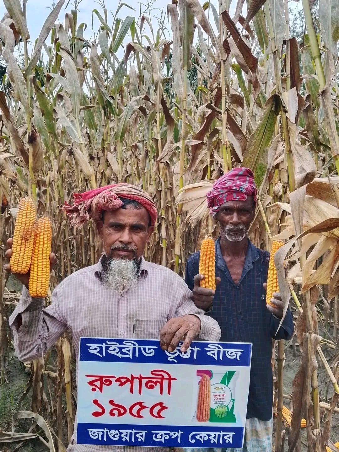 ফুলবাড়ীতে উন্নত ভুট্টা বীজে বাম্পার ফলনে কৃষকের মুখে হাসি